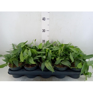 Epipremnum pinn. 'Cebu Blue'