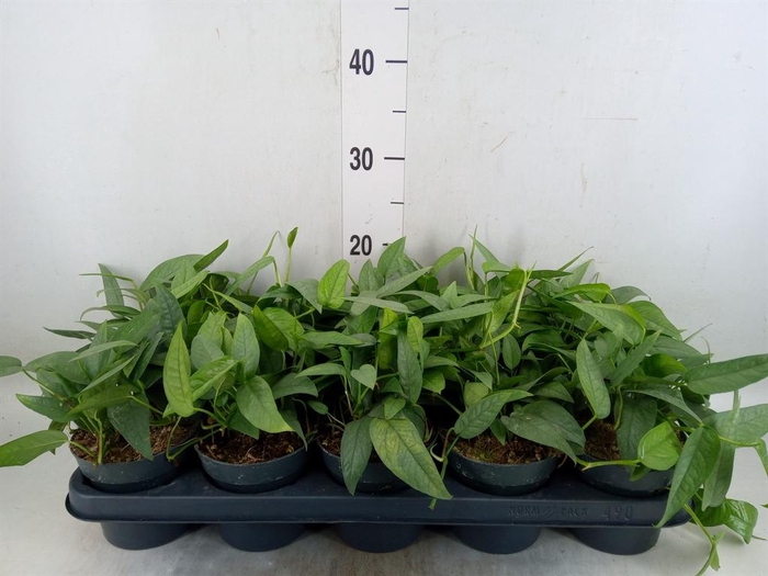 <h4>Epipremnum pinn. 'Cebu Blue'</h4>