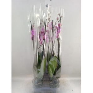 Phalaenopsis 'Murray'