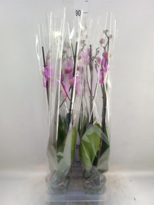 <h4>Phalaenopsis 'Murray'</h4>
