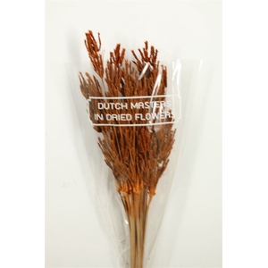 Dried Umbr. Sedge Big Leaf Orange Bunch