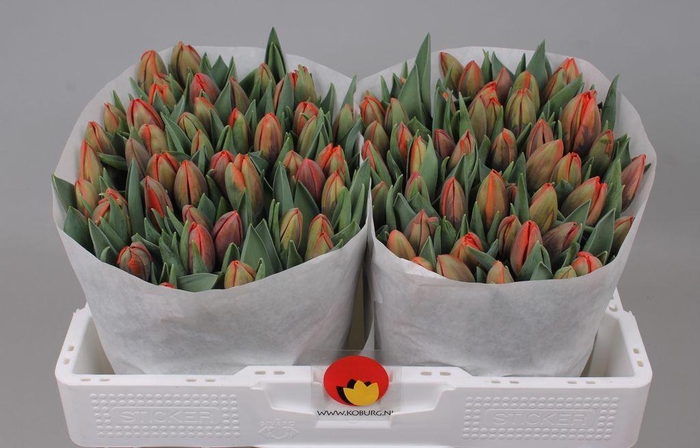 <h4>Tulipa si hermitage</h4>