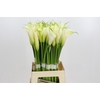 Zantedeschia Eydolls White
