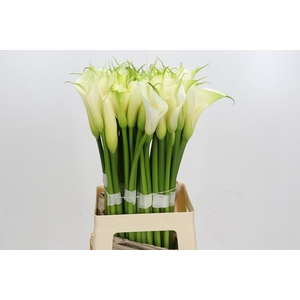Zantedeschia Eydolls White