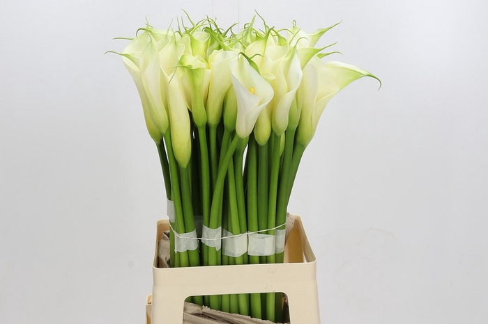 <h4>Zantedeschia Eydolls White</h4>