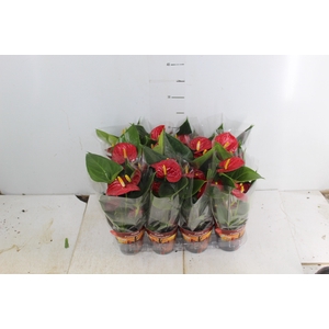 ANTHURIUM RED SUCCESS P09