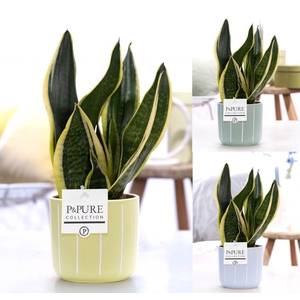 Sansevieria Trif. 