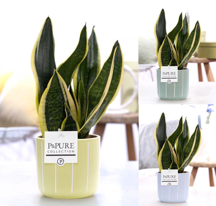 <h4>Sansevieria Trif. "Futura Superba" in P&PURE Fleur cer. ass. 3</h4>
