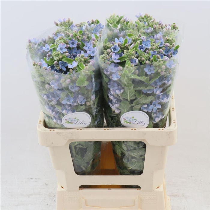 <h4>Oxypetalum Tanioka Pure Blue</h4>