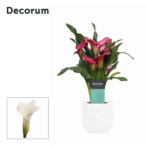 Zantedeschia (Calla) Roze in Ompot Nora LOVE ( Decorum)
