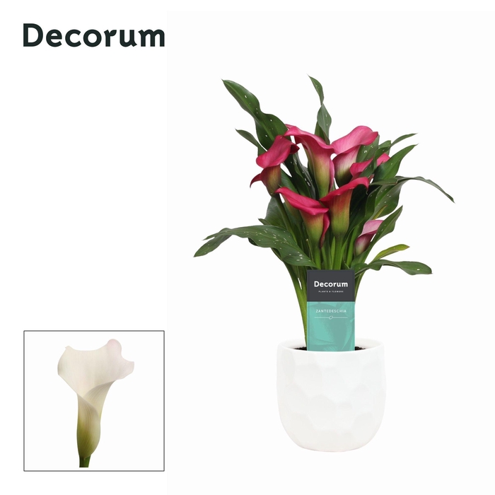 <h4>Zantedeschia (Calla) Roze in Ompot Nora LOVE ( Decorum)</h4>