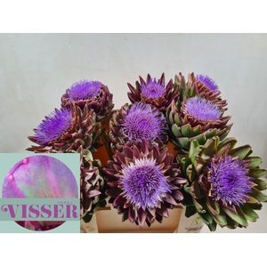 Cynara Sc Green Glob