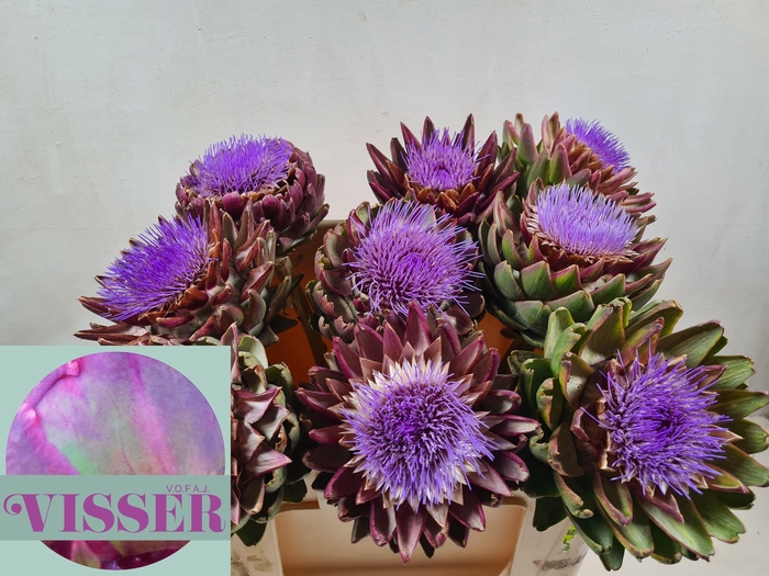 <h4>Cynara Sc Green Glob</h4>