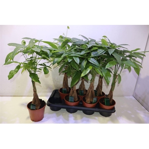 Pachira Aquatica