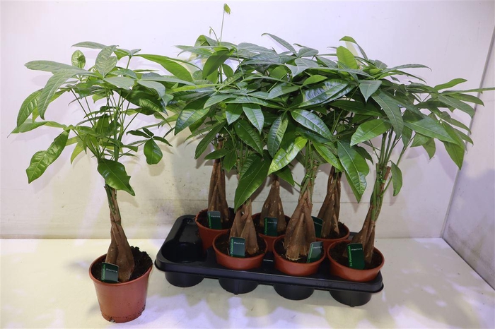 <h4>Pachira Aquatica</h4>