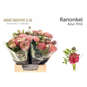 Ran Aazur Antiq Rose