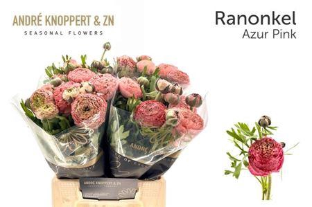 <h4>Ran Aazur Antiq Rose</h4>