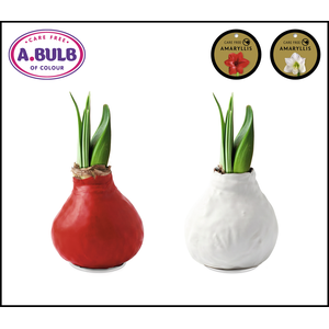 A.BULB of Colour - 36cm Red-White Waxed Mix
