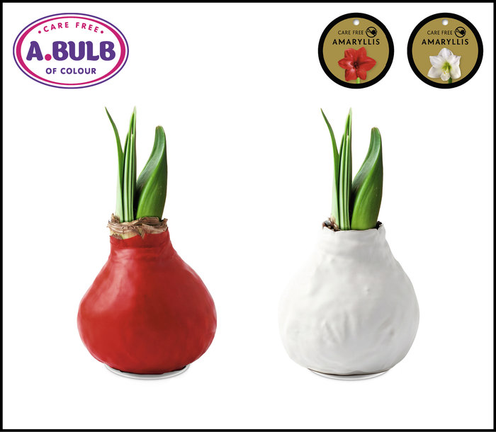 <h4>A.BULB of Colour - 36cm Red-White Waxed Mix</h4>