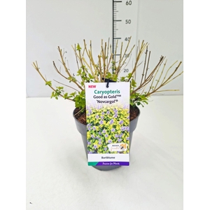 Caryopteris x clandonensis