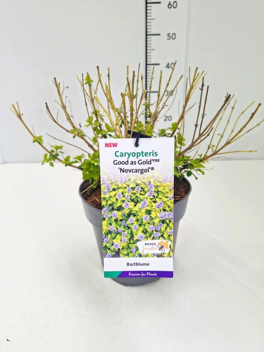 <h4>Caryopteris x clandonensis</h4>