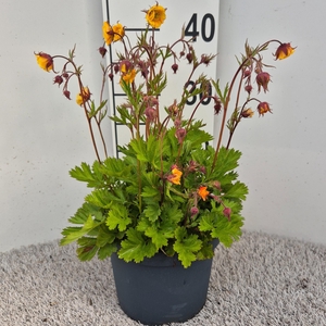 Geum Golden Joy P19