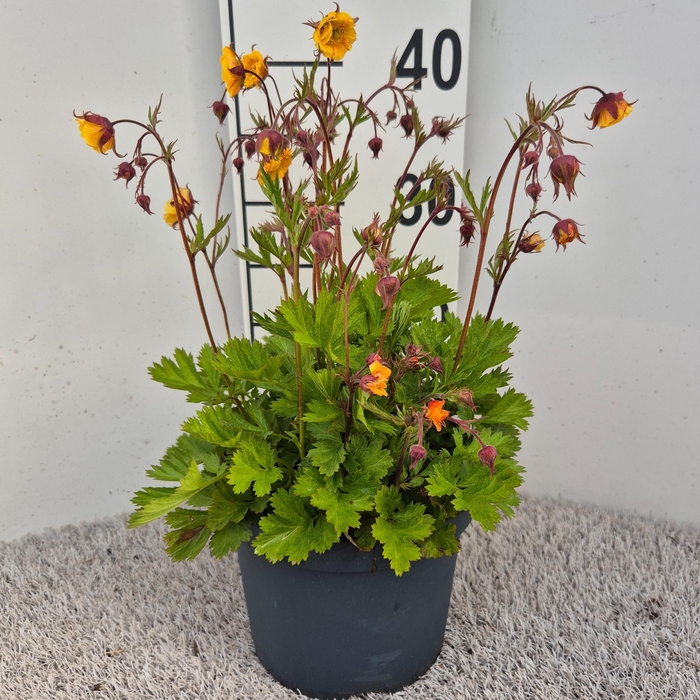 <h4>Geum Golden Joy P19</h4>