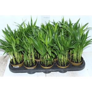 ARECA BAMBU P11