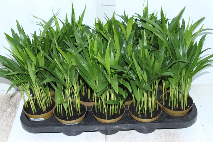 <h4>ARECA BAMBU P11</h4>