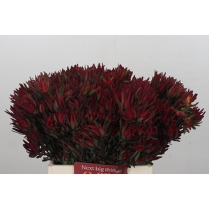 Leucadendron Blush Spray