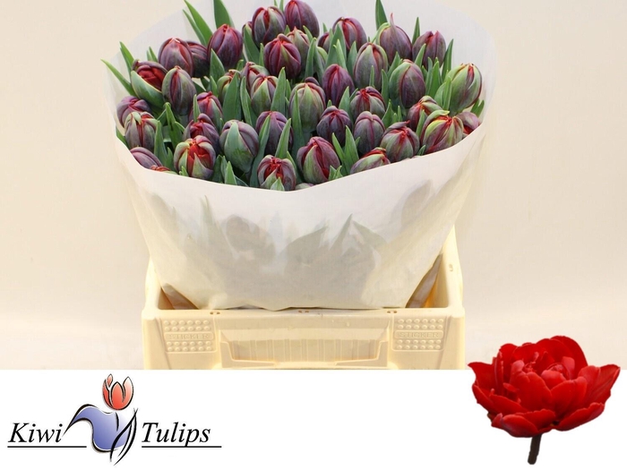 <h4>TU DU RED PRINCESS</h4>