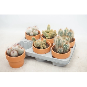 CACTUS GEM