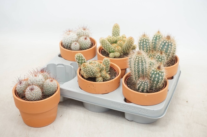 <h4>CACTUS GEM</h4>