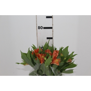 ALST. ORANGE QUEEN 070 CM