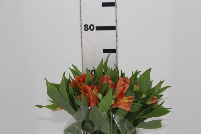 <h4>ALST. ORANGE QUEEN 070 CM</h4>