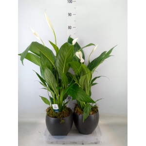 Spathiphyllum  'Bingo Cupido'