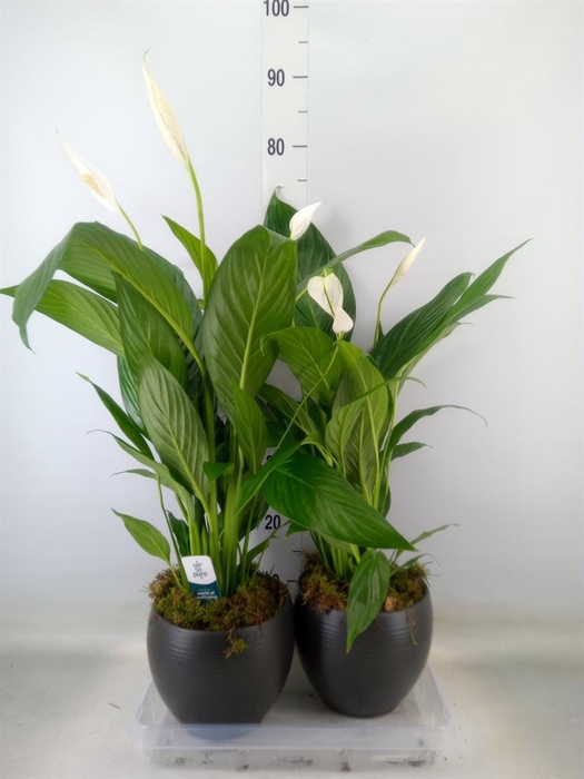 <h4>Spathiphyllum  'Bingo Cupido'</h4>