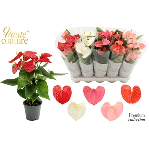 Anthurium 12 cm 5 color mix in Haute Couture sleeve