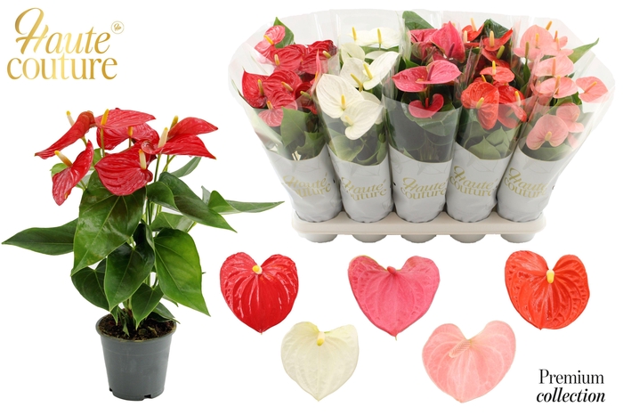 <h4>Anthurium 12 cm 5 color mix in Haute Couture sleeve</h4>