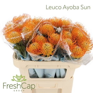 Leuco Ayoba Sun