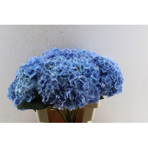 Hydr M Challenge Blue