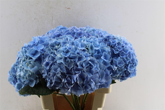 <h4>Hydr M Challenge Blue</h4>
