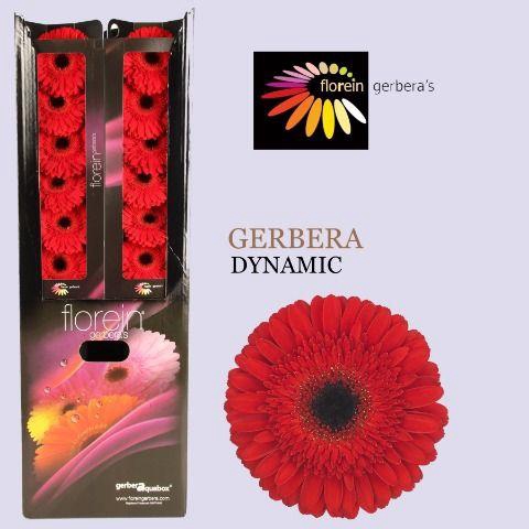 <h4>Gerbera aquabox dynamic</h4>