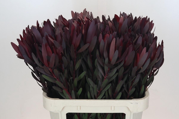 <h4>LEUCAD SAF SUNSET</h4>