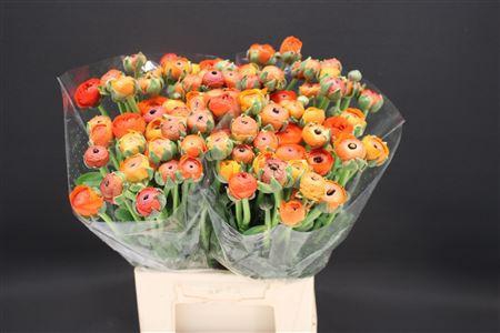 <h4>Ran Extra Dark Orange</h4>