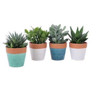 Succulent mix 12cm in cascais sierpot