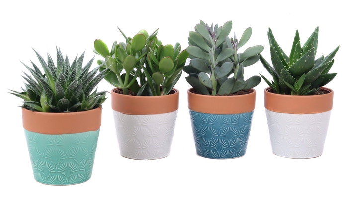 <h4>Succulent mix 12cm in cascais sierpot</h4>