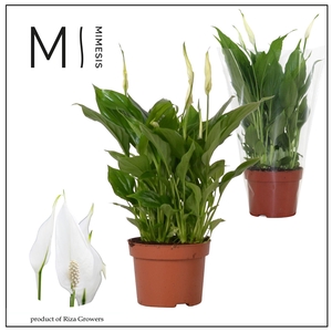 Spathiphyllum Rondo - 10,5 cm blanco hoes