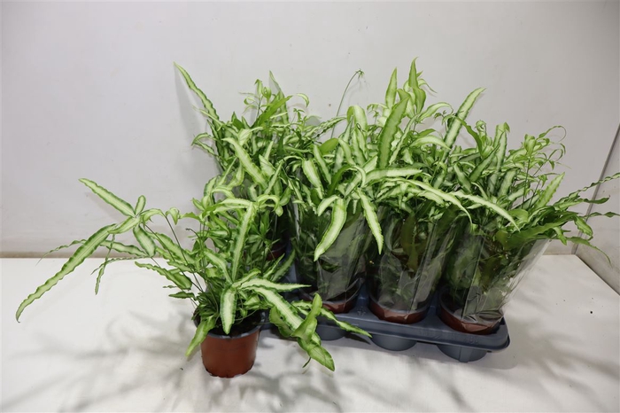 <h4>Pteris Albolineata</h4>