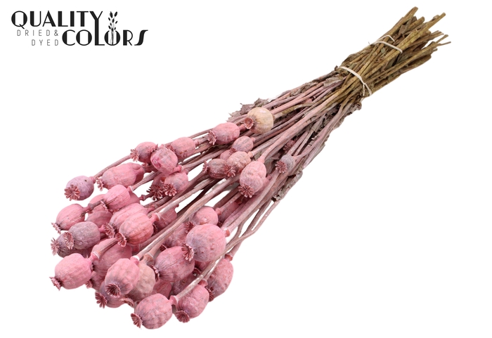 <h4>Papaver per bunch Frosted Pink</h4>